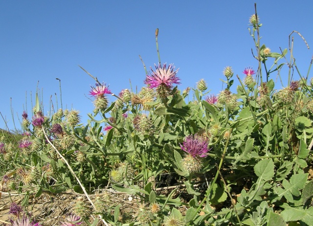 Fiordaliso delle spiagge:  Centaurea sphaerocephala